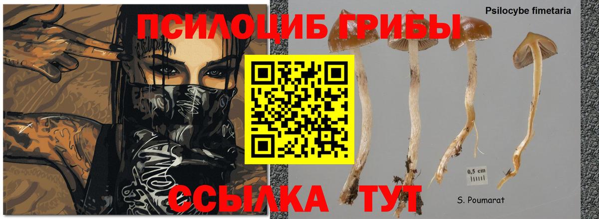 Галлюциногенные грибы GOLDEN TEACHER Крымск